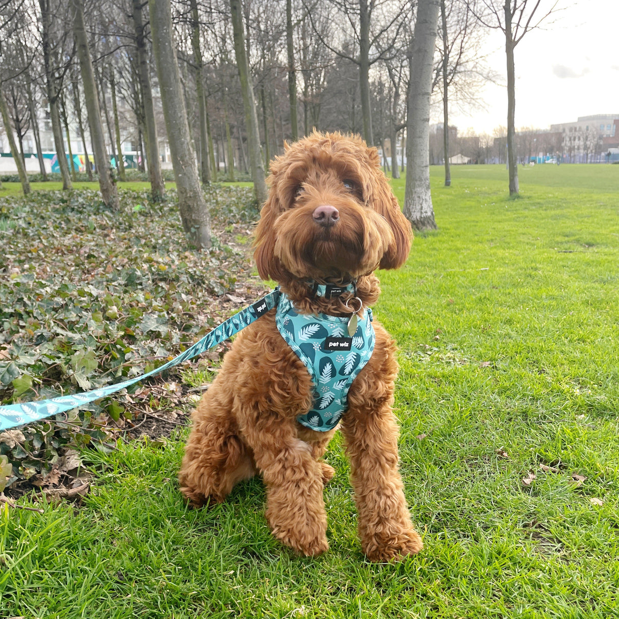 Walkies In The Wild - Collar  Pet Wiz   