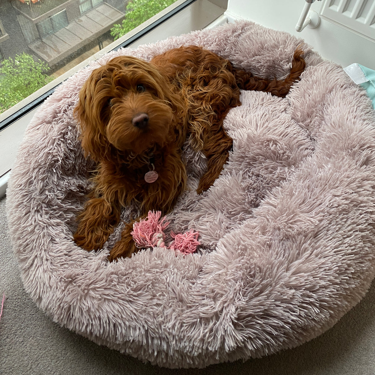 Soft Calming Donut Bed - Premium Quality For Dogs & Cats Pet Bed Pet Wiz   