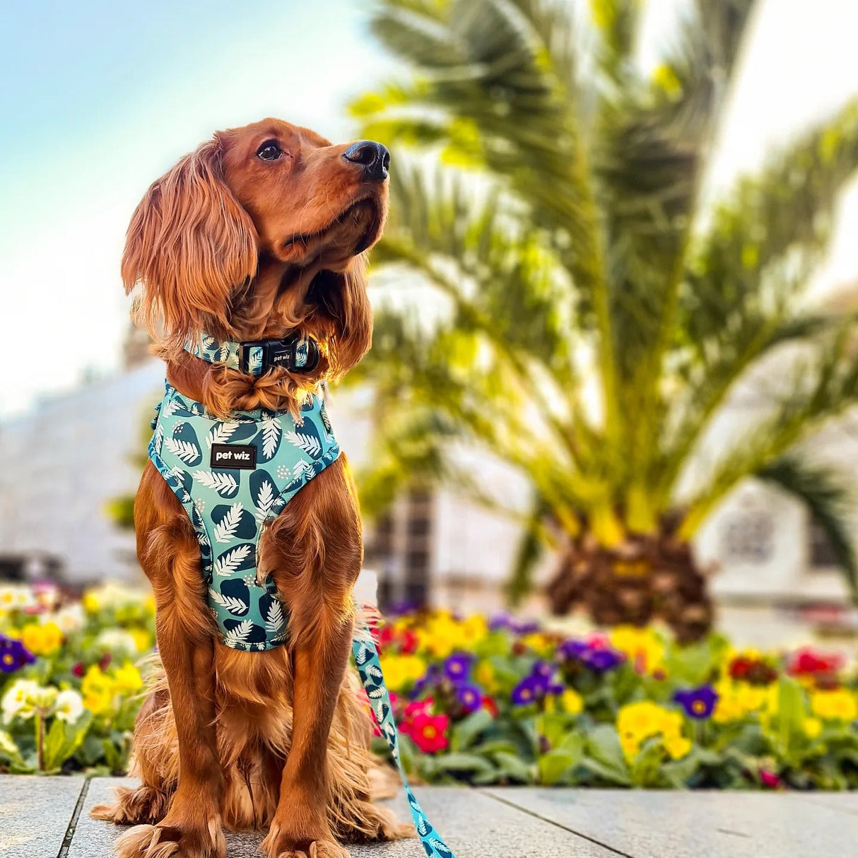 Walkies In The Wild - Collar  Pet Wiz   