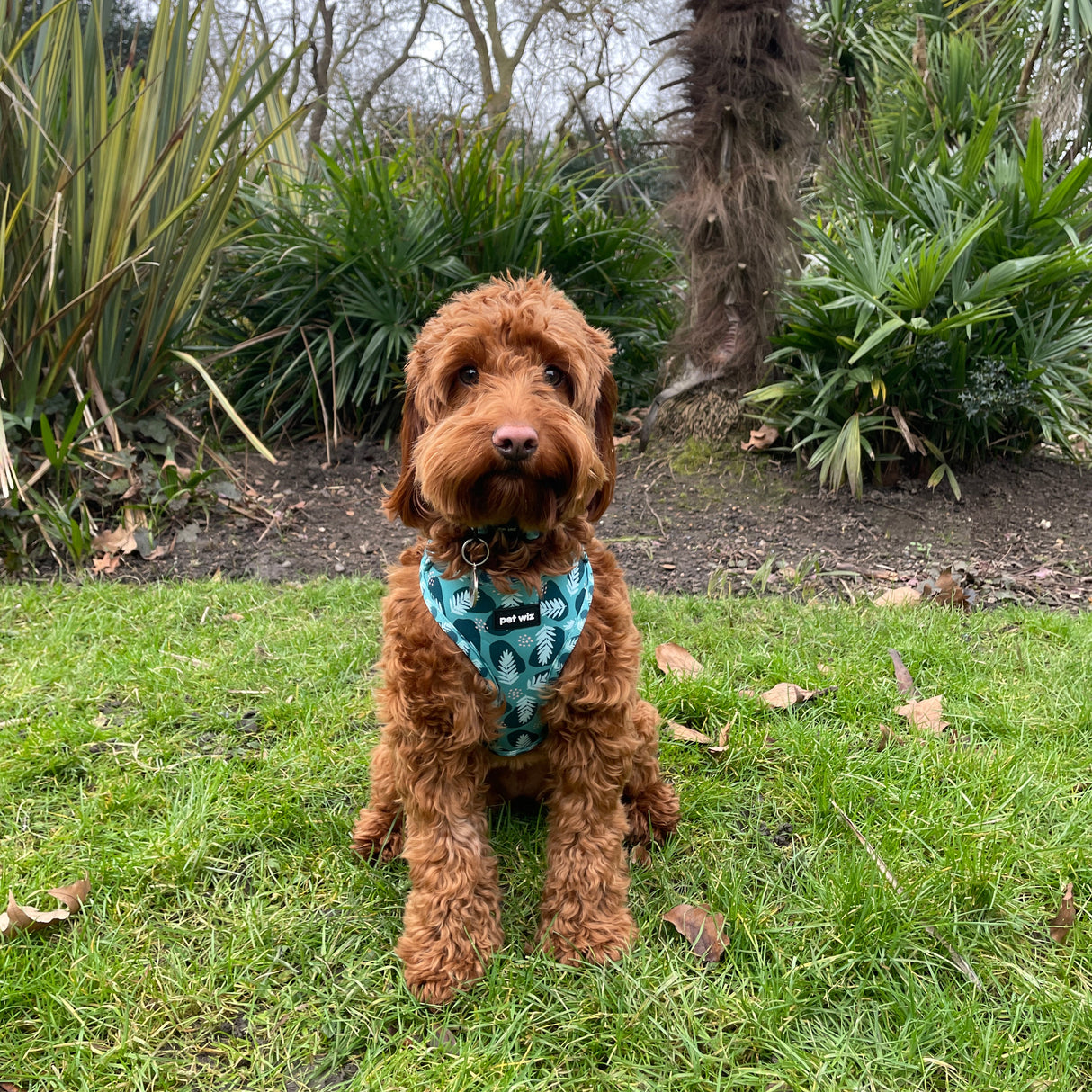 Walkies In The Wild - Collar  Pet Wiz   